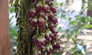 油麻藤种植方法 油麻藤移栽方法