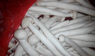 鸡腿菇的种植方法（鸡腿菇的种植时间以及种植方法）