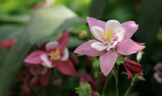 耧斗菜耐寒多少度（耧斗菜耐低温吗）