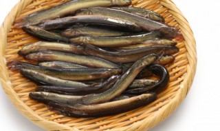 梦见泥鳅从盆里出来乱蹦（梦见泥鳅在盆里活蹦乱跳）