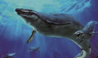 古代对鲸鱼的雅称 鲸鱼的美称