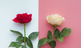 种植玫瑰花的方法是什么 玫瑰花的栽种方法