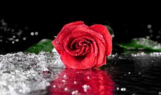 玫瑰花叶子卷缩是什么原因 玫瑰花叶子卷缩是什么原因秋冬季