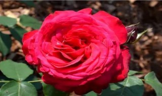种植玫瑰花注意事项是什么 关于玫瑰花的种植方法及养护