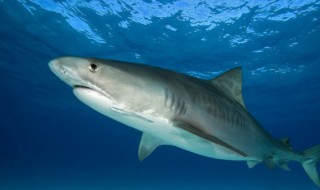 世界上最危险的鲨鱼是哪一种 世界上最危险的鲨鱼是哪一种鲨鱼