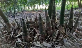 竹米种了多久能长出竹笋（竹子移栽多久长笋）