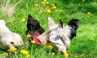 春季蛋鸡养殖注意哪些事项 夏季蛋鸡养殖出现的问题及防治对策