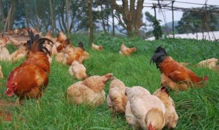 在农村养殖土鸡需要注意哪些事项（在农村养殖土鸡需要注意哪些事项呢）