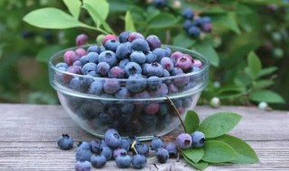 蓝莓鲜果如何保存呢（鲜蓝莓的保存方法）