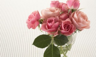 自己在花盆里种玫瑰花可以吗 自己能种玫瑰花吗?