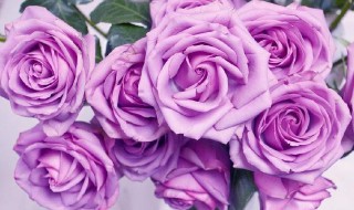 紫色玫瑰花叫什么名字（紫色玫瑰的名字）