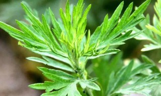 艾草怎么处理不苦 艾草怎么去苦的小技巧