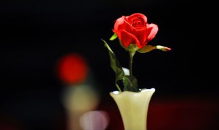 盒装玫瑰花与玫瑰花束有什么区别（玫瑰花盒装好还是花束好）