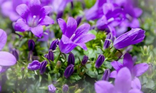 紫色桔梗花的花语是什么（紫色洋桔梗的花语是什么）