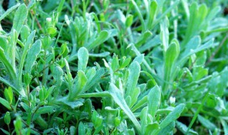 新鲜艾草怎么做来吃（新鲜艾草怎么吃）