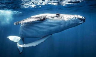 最早的鲸类生活在陆地上还是海洋里 最早的鲸类生活在陆地上还是海洋里面