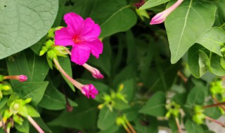 紫茉莉有什么种植方法（紫花茉莉怎么种）