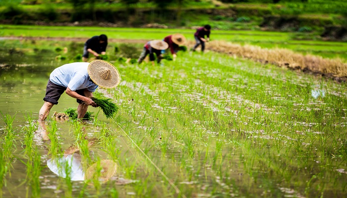 农家学派提出了什么观点