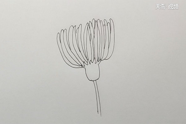 菊花简笔画