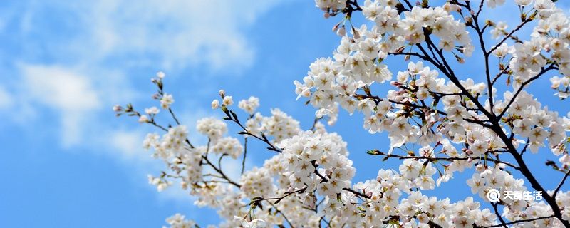 梨花带雨的诗句