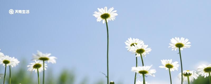 夏日对雨赏析