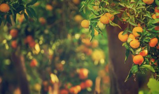 金橘盆栽怎么养 金桔盆栽怎么种植