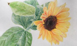 两颗向日葵的彩铅画怎么画 彩铅画向日葵图片