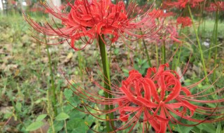 彼岸花盛开的季节是什么时候 彼岸花开在什么季节