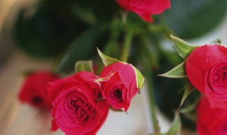 怎样使玫瑰花保存得更久 如何让玫瑰花保存的更久