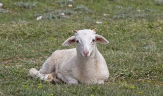 为什么澳洲冬季剪羊毛 澳洲羊剪毛是真羊毛吗