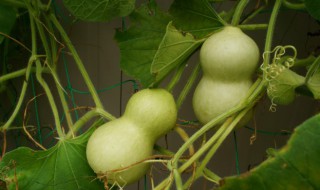 怎样去除葫芦里的怪味 怎么去除葫芦里面的苦味