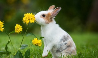 真空兔头放14天能吃吗 兔头抽真空可以保存多久