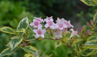 锦带花什么时候开花 锦带花花期是什么时候