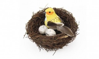 鸟巢是鸟类终生栖居的家吗 所有的鸟类都会筑巢吗