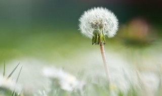 黄花地丁婆婆丁是什么植物（婆婆地丁是哪种植物）