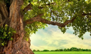 为什么空心的老树还能活 为什么树空心了还能活