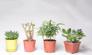 办公室养植物为什么容易死 办公室的植物死了预示什么