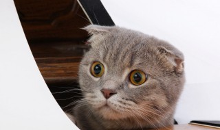 猫的瞳孔为什么会变大变小 猫的瞳孔为什么会变大变小作文