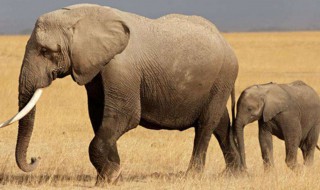 为什么大象的鼻子那么长 为什么大象的鼻子那么长?