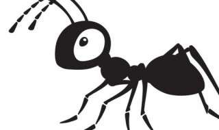蚂蚁为什么要保护蚜虫 蚂蚁为什么会保护蚜虫