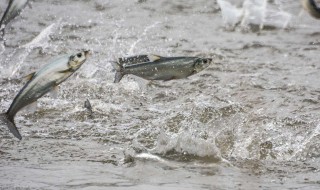 为什么冬季在养鱼的河面上要凿孔 为什么冬季在养鱼的河面上要凿孔呢