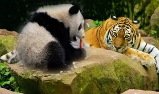 为什么大熊猫和老虎会成为珍稀动物（大熊猫为什么是珍稀动物,标准答案）