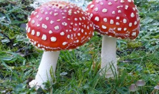 越鲜艳的蘑菇越有毒吗 为什么越鲜艳的蘑菇越有毒