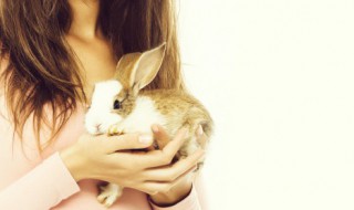 文静温和的宠物兔兔的名字 兔子的文雅名字