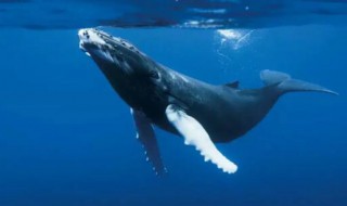 为什么鲸在海水中会喷出水柱 为什么鲸会喷出水柱?