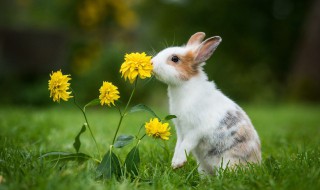 乖乖兔为什么会吃自己的粪便 兔兔为什么吃自己的粑粑