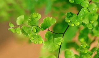 植物为什么会闭花受精（闭花授粉植物为什么要开花）