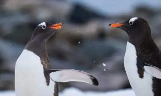 鸵鸟和企鹅为什么不会飞 鸵鸟为什么不会飞吗