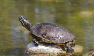 为什么海龟和乌龟不一样 海龟和象龟一样吗