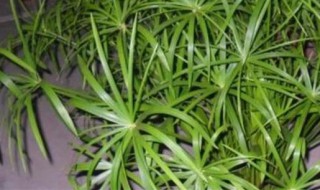 盆栽水竹的养殖方法 水竹养植方法